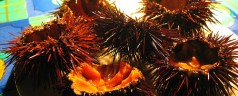 Mini-guida Alghero: fino a marzo ricci di mare ogni week end!!!