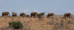 Viaggio in Kenya – terza parte
