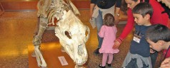 Perche’ ti consiglio di portare tuo figlio alla mostra dei Dinosauri a Firenze