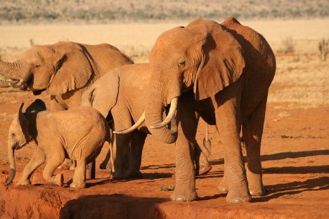 safari in kenya