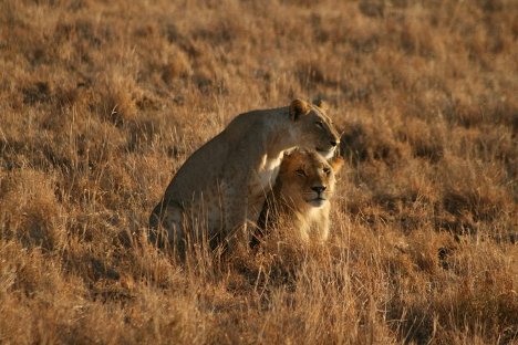 safari in kenya