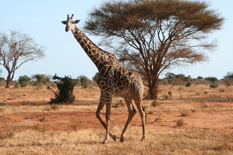 safari in kenya