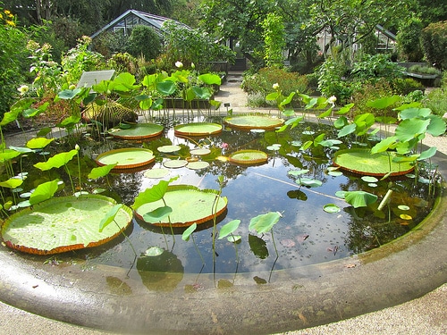 orto botanico amsterdam