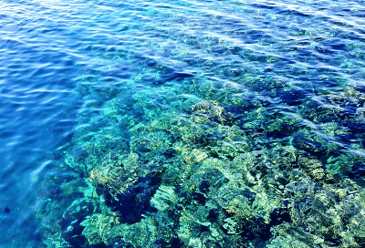 barriera corallina marsa alam