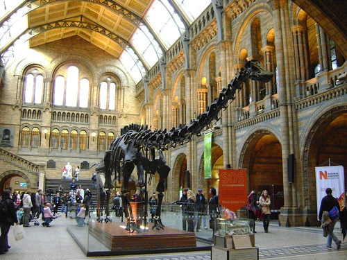 natural history museum londra