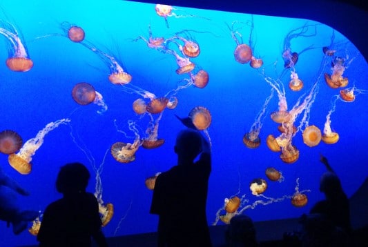 monterey bay acquarium