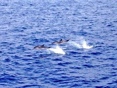 whale watching genova