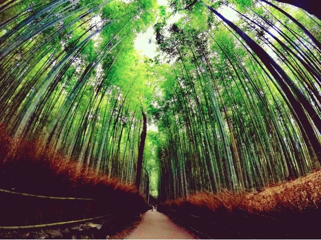 foresta di bambù kyoto