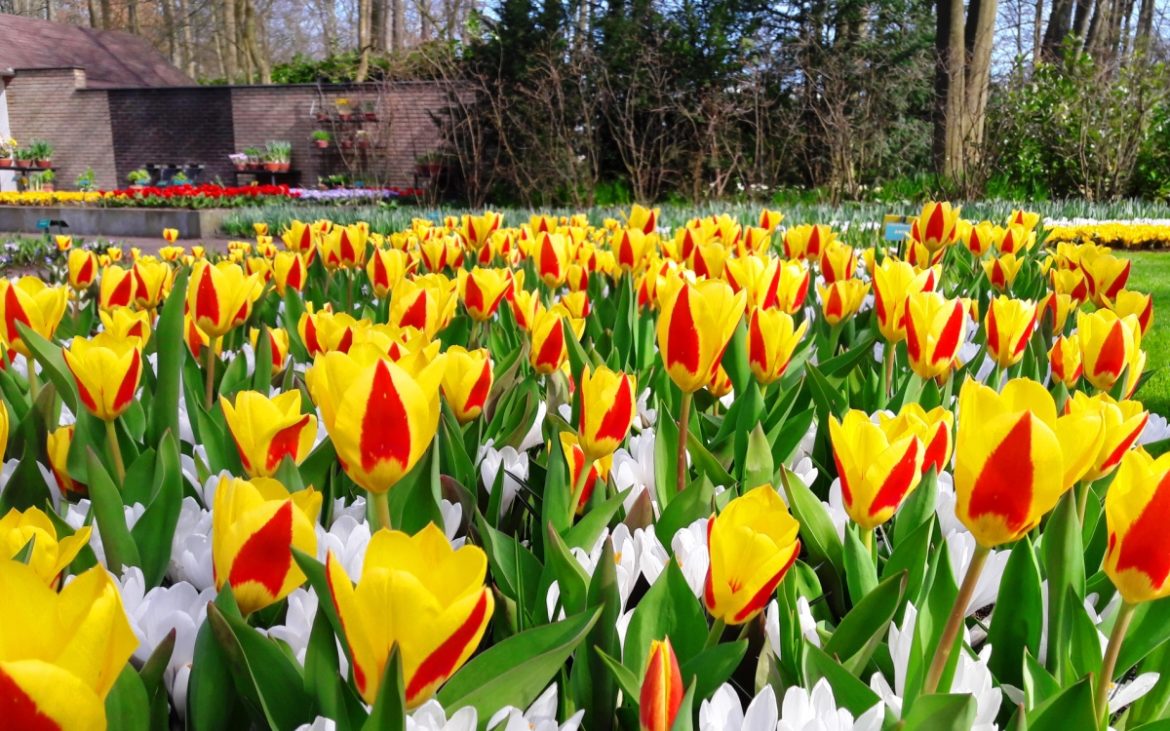 parco keukenhof