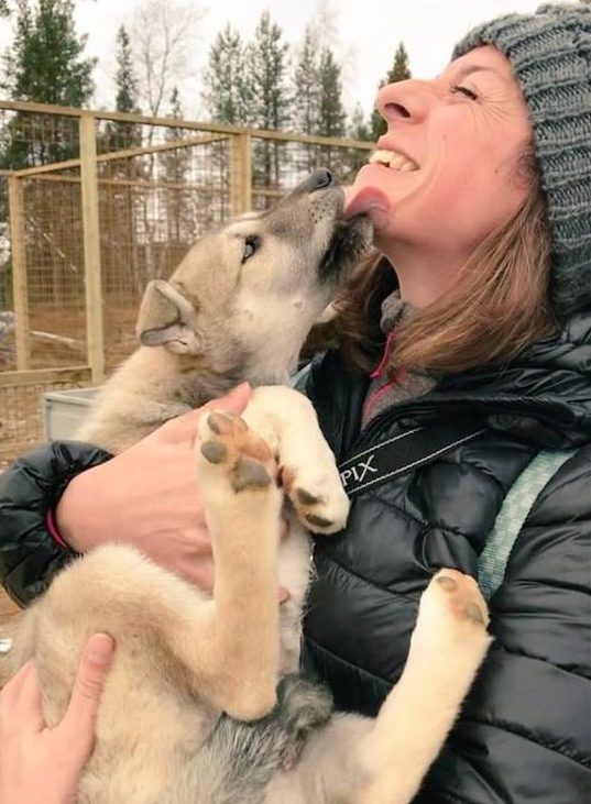 siberian husky