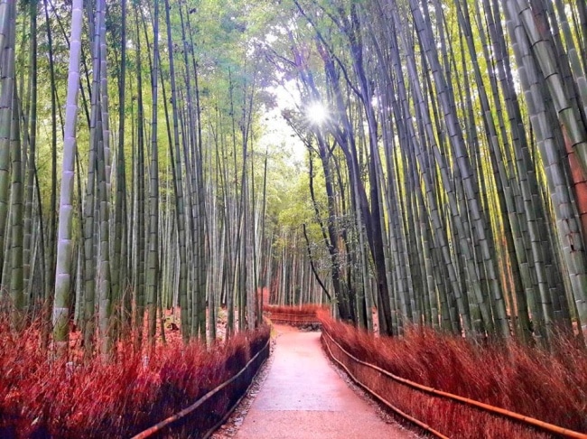foresta di bambù kyoto