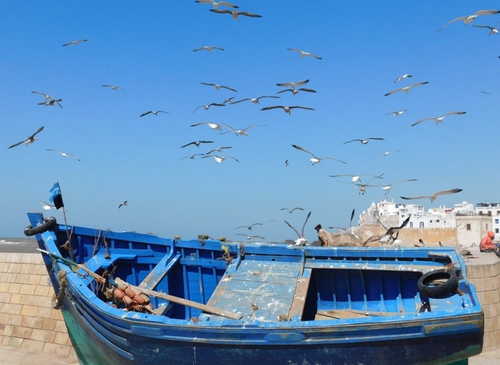 gabbiani porto essaouira marocco