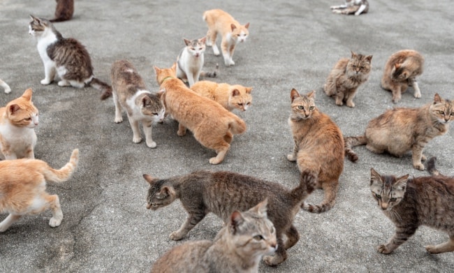 isola dei gatti Ainoshima Giappone