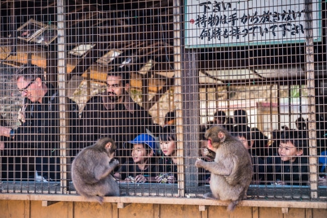 Iwatayama Monkey Park Arashiyama