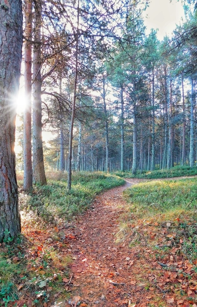 bosco inari finlandia