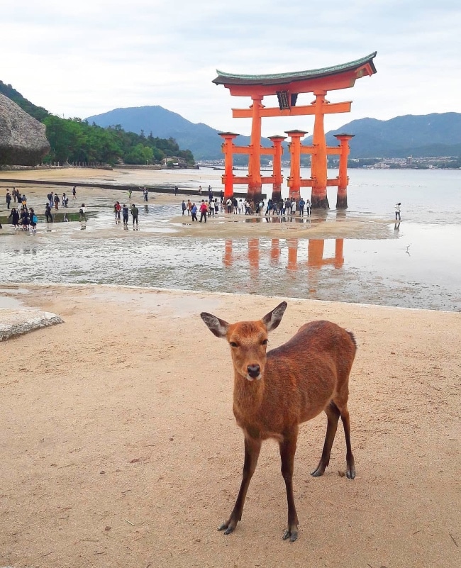 cervi miyajima