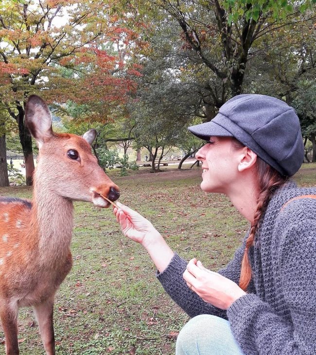 cervi nara giappone