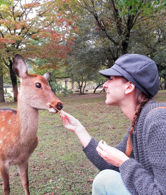 cervi nara giappone