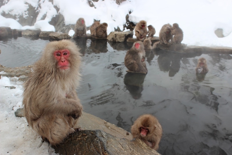 Jigokudani Snow Monkey Park