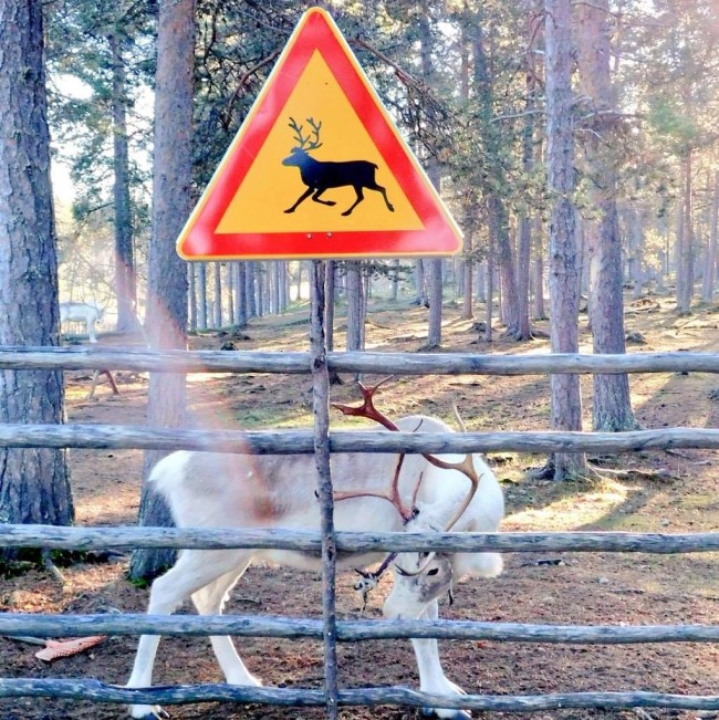fattoria delle renne Inari Finlandia