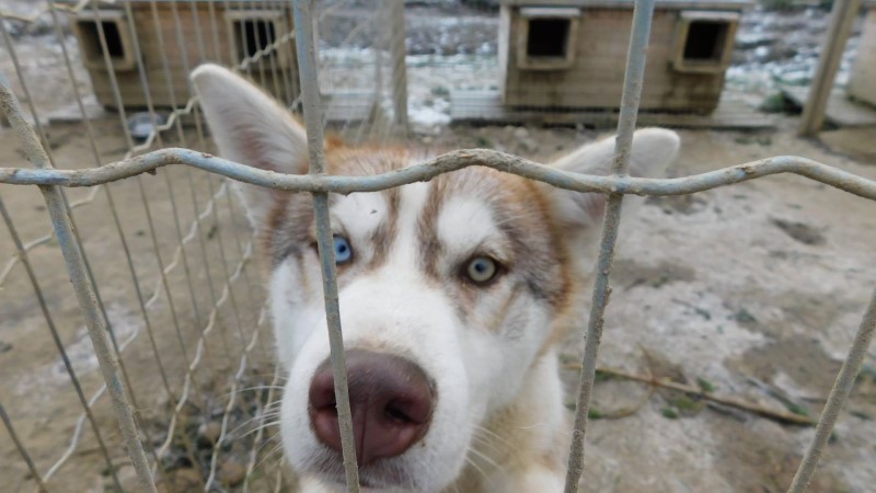 Husky Farm Inari Finlandia