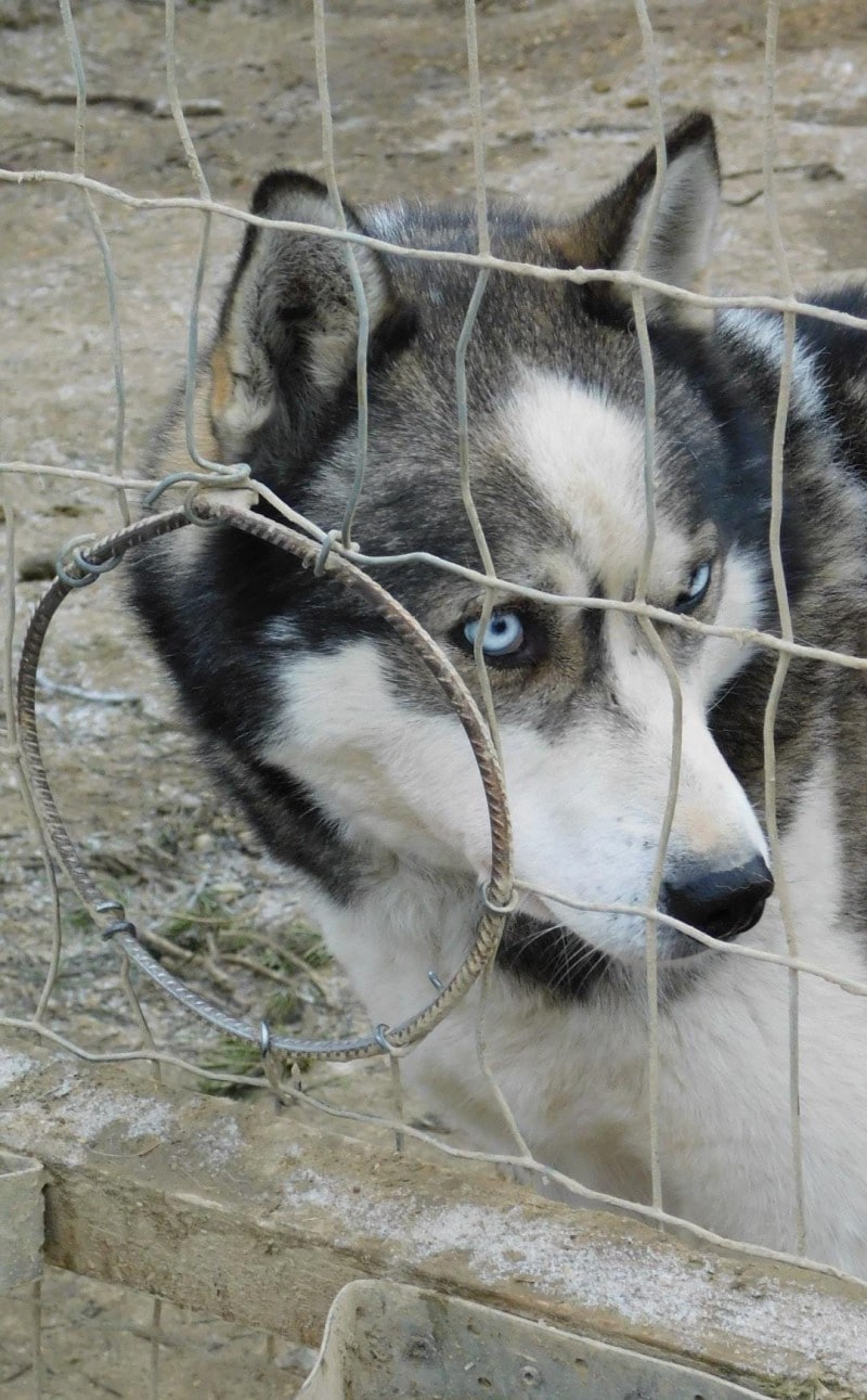 Husky Farm Inari Finlandia