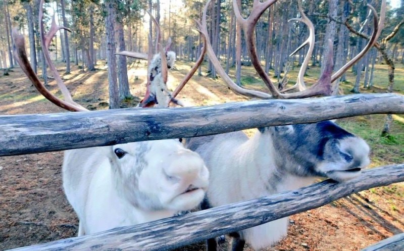 fattoria delle renne Inari Finlandia