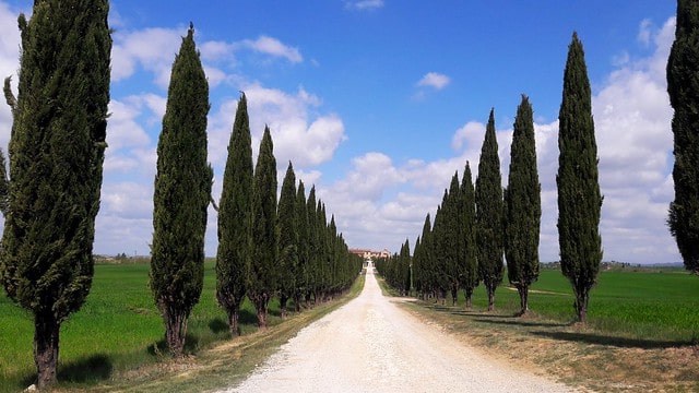 cipressi Borgo Beccanella