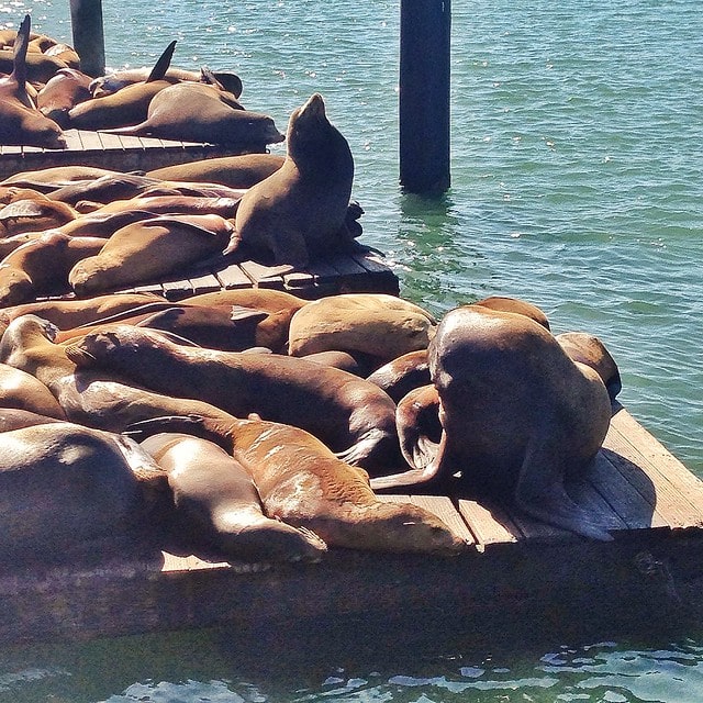 Pier 39 san francisco