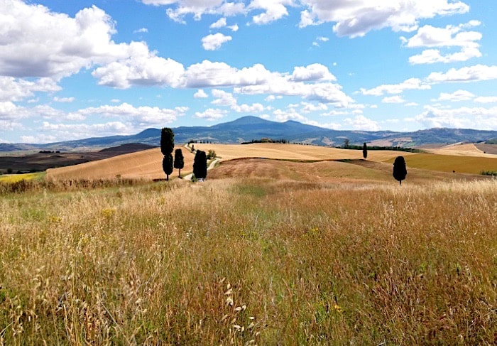 cipressi del gladiatore