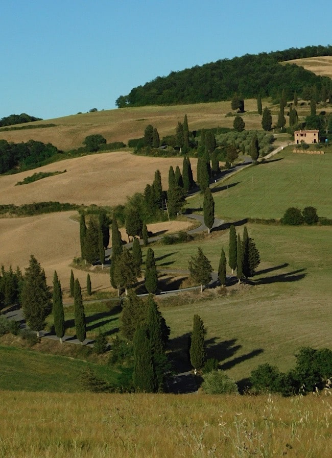 viale alberato monticchiello