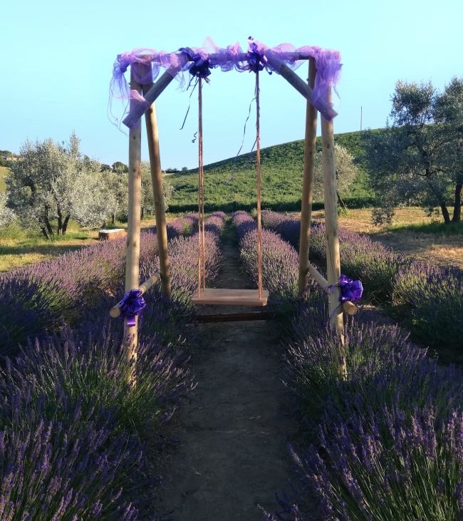 campi di lavanda santa luce