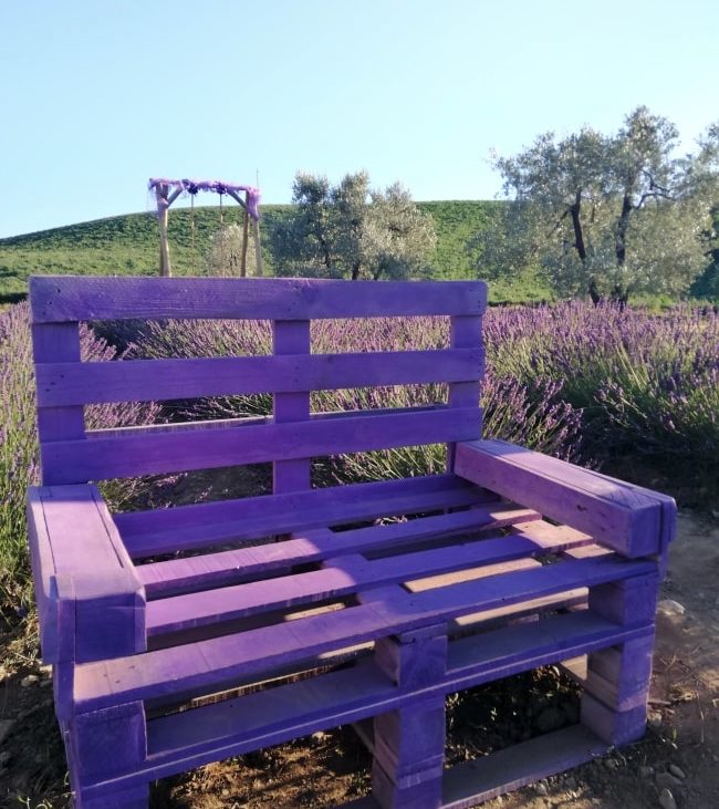 campi di lavanda santa luce