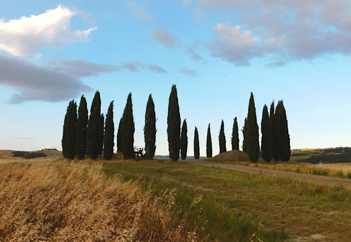 cipressi san quirico d'orcia