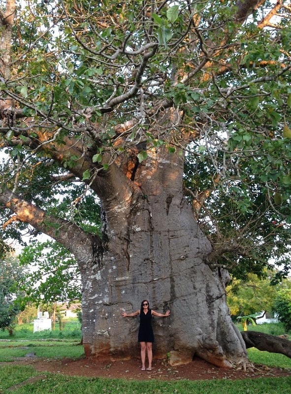 baobab zanzibar