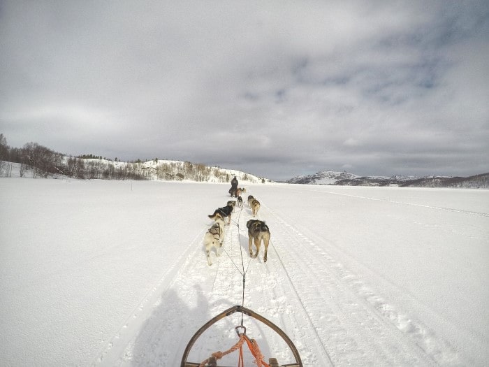 husky safari