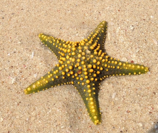 stella marina