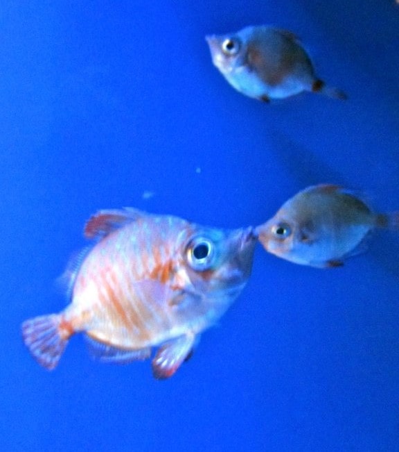 acquario di genova