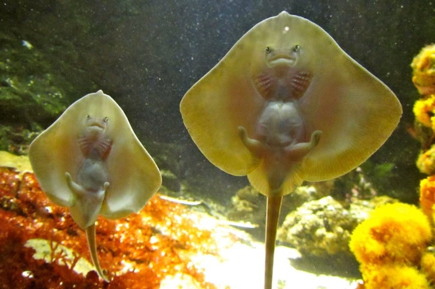 acquario di genova