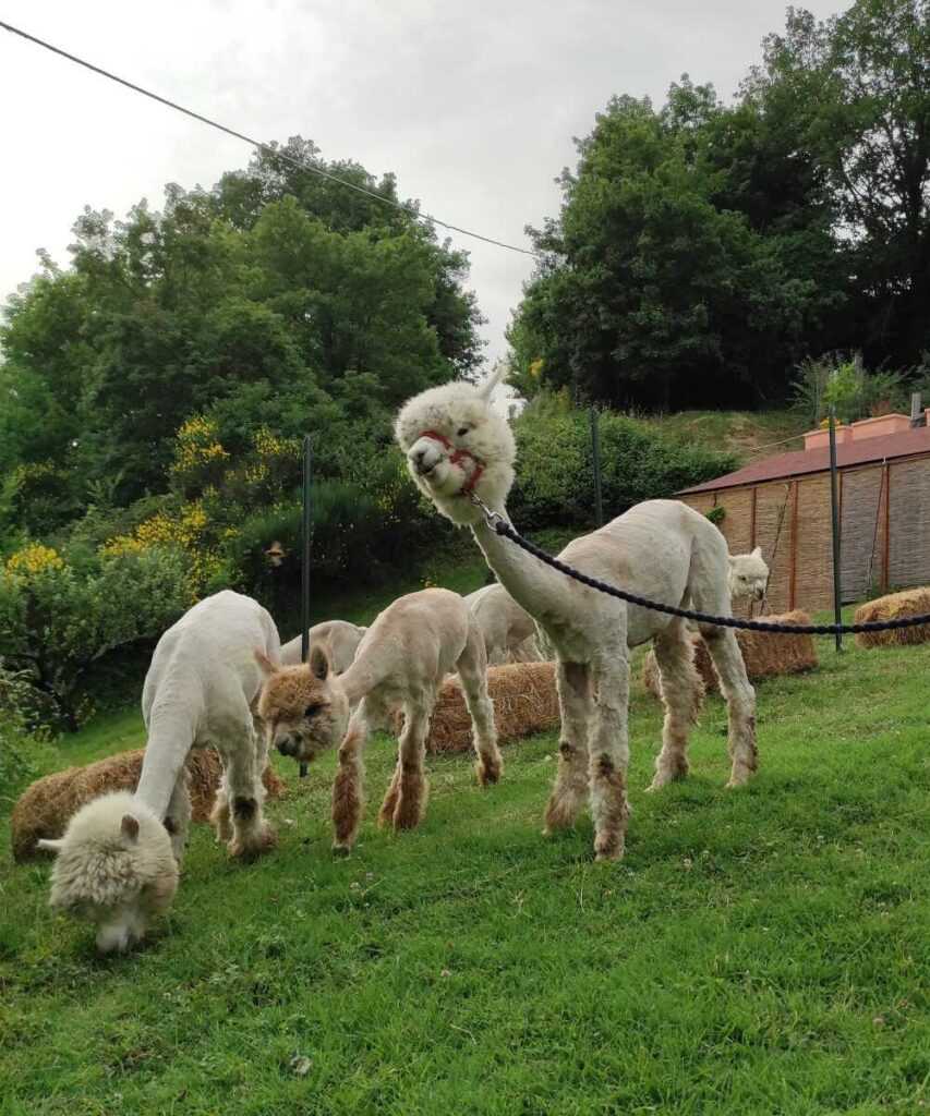 allevamento alpaca