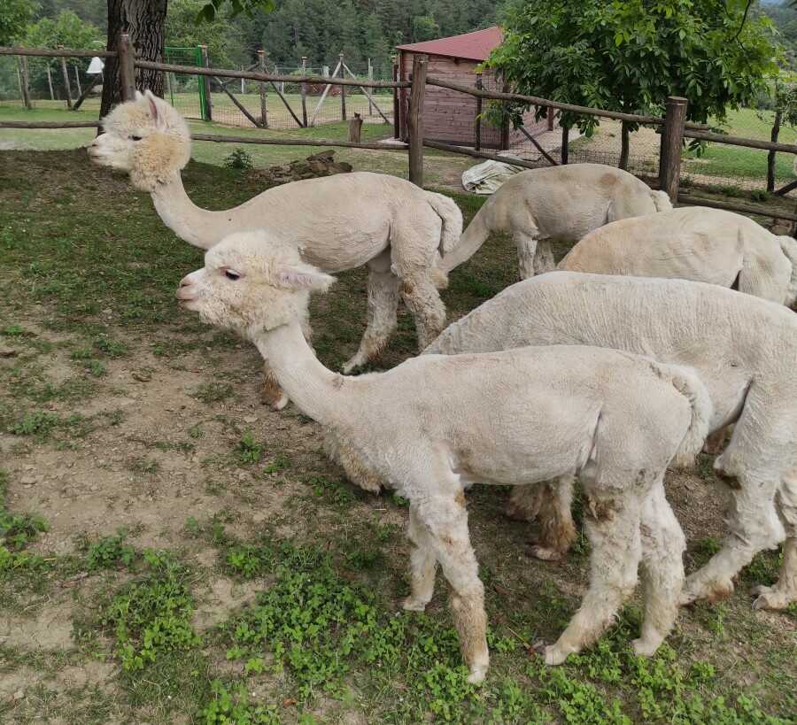 allevamento alpaca