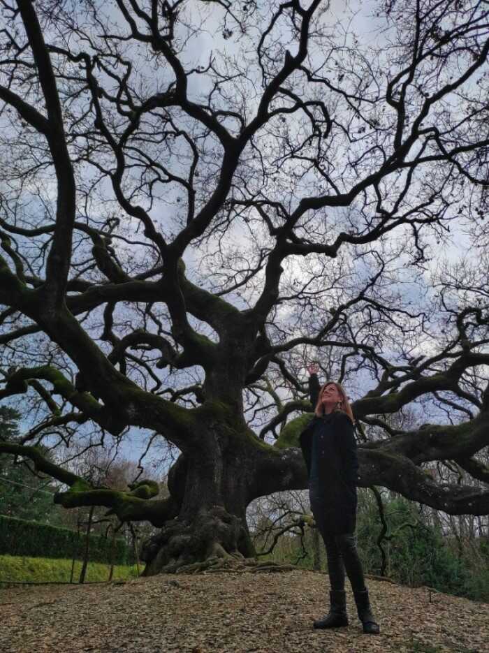 quercia delle streghe