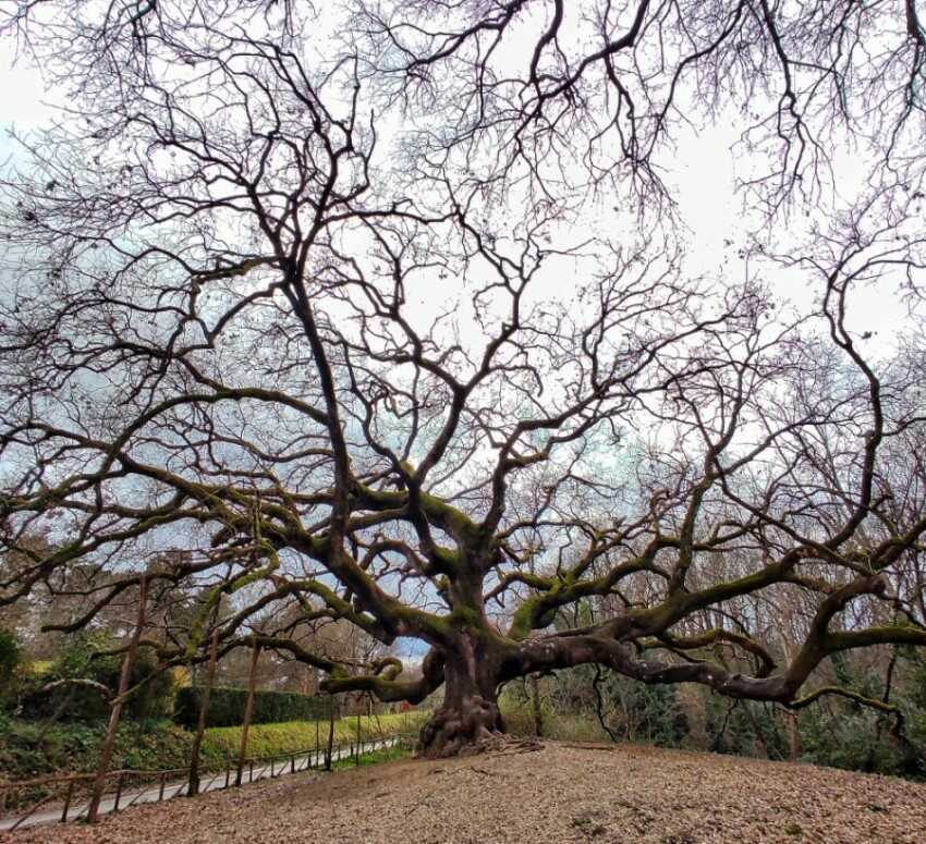 quercia delle streghe in Toscana