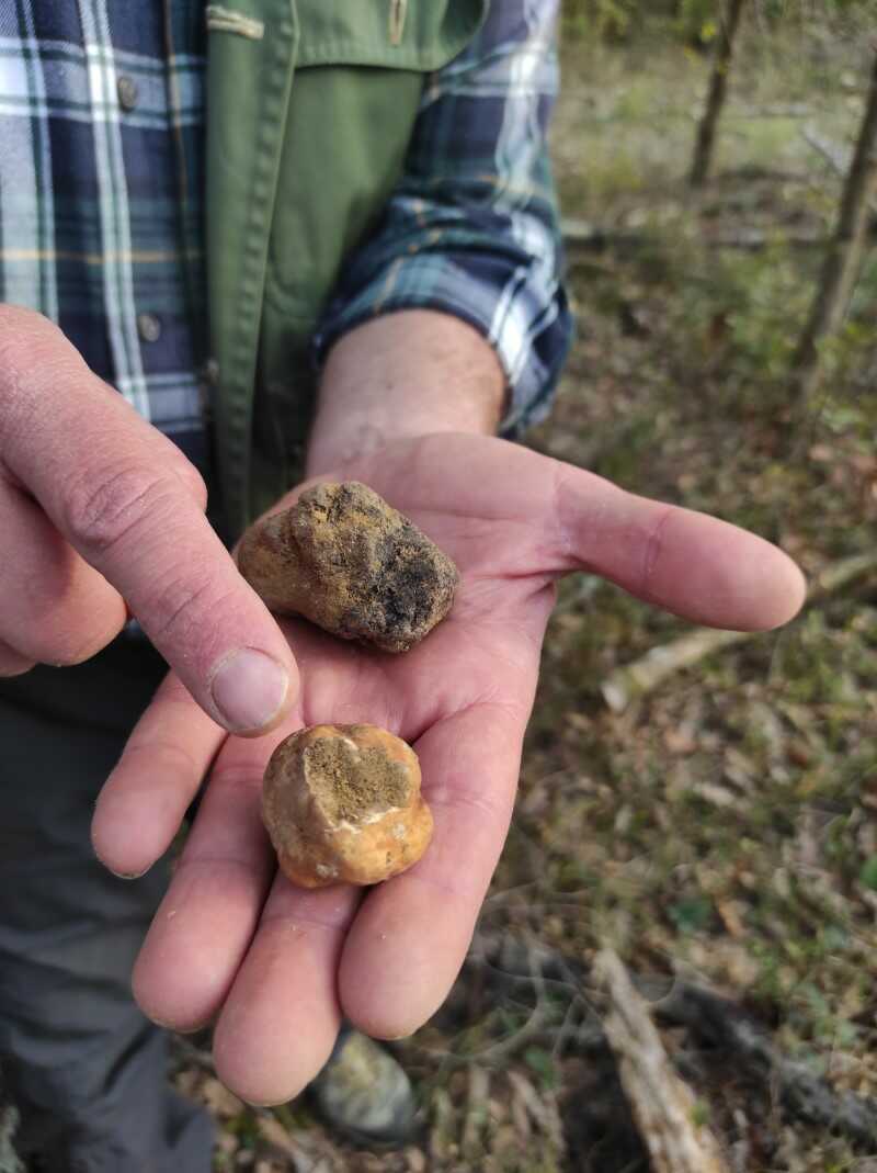 caccia al tartufo san miniato