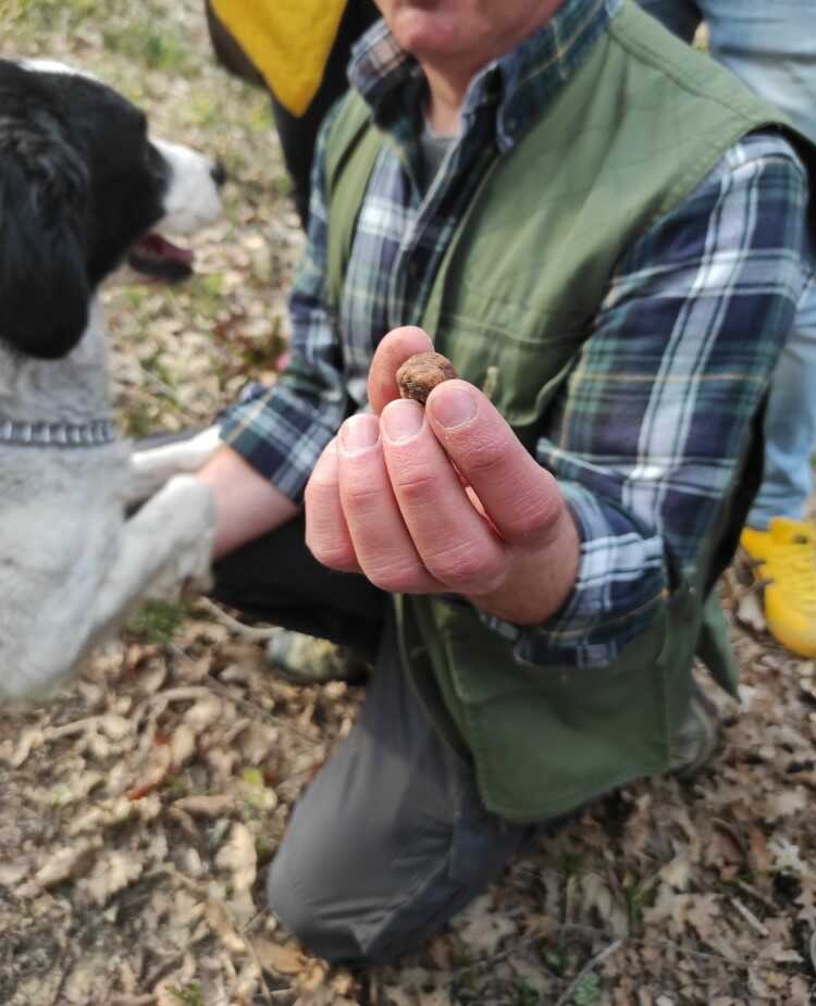 caccia al tartufo san miniato