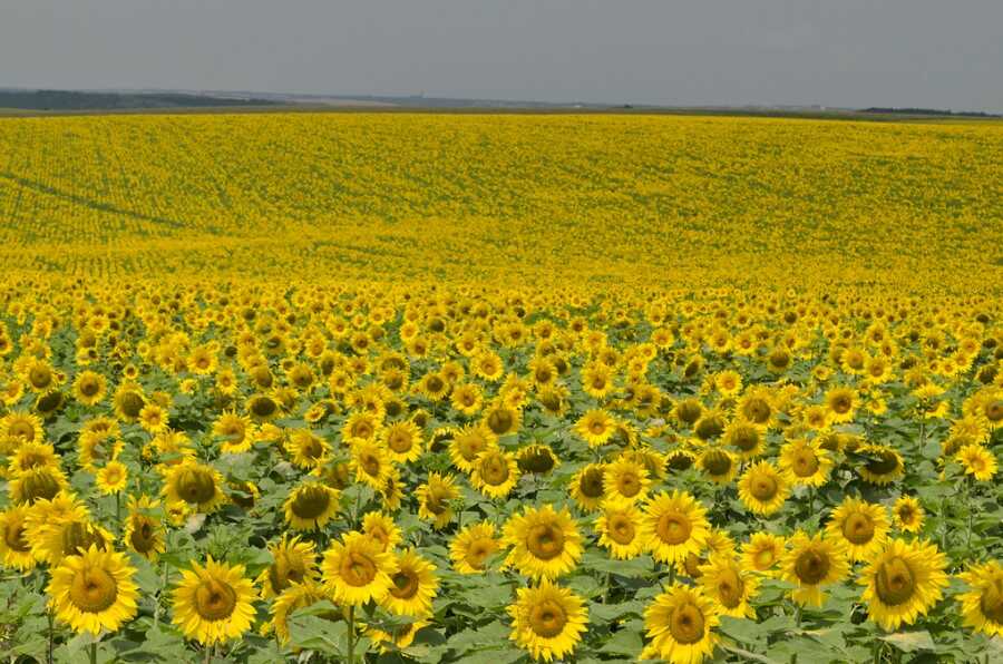 campi di girasoli