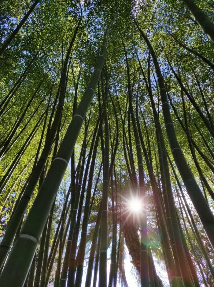 orto botanico pisa