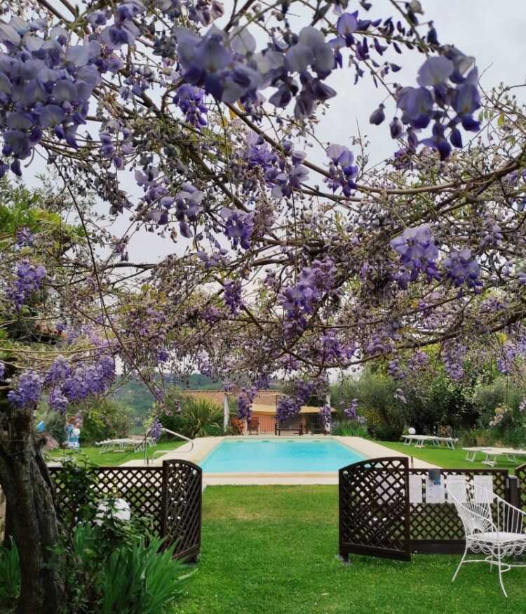 giardino con piscina e glicine agriturismo mezzaluna