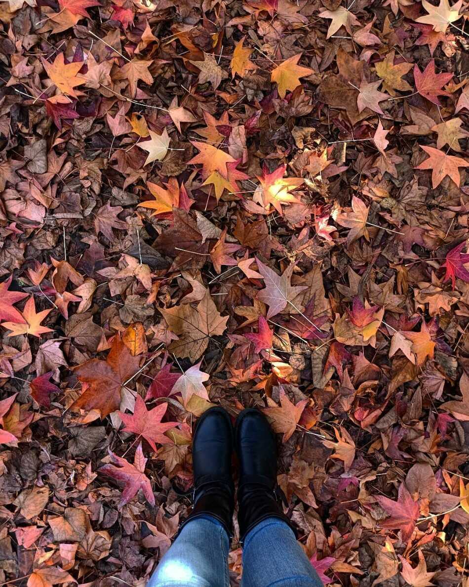 foliage a Pisa