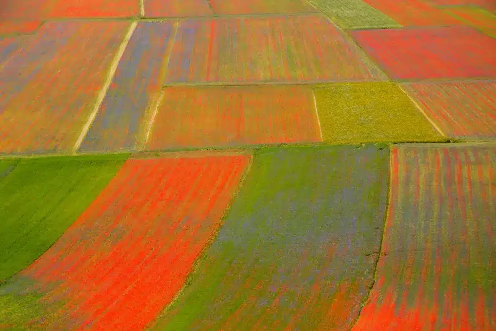 fioritura Castelluccio di Norcia